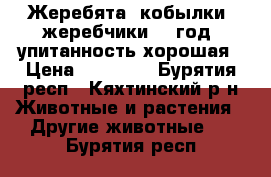 Жеребята (кобылки, жеребчики) 1 год, упитанность хорошая › Цена ­ 20 000 - Бурятия респ., Кяхтинский р-н Животные и растения » Другие животные   . Бурятия респ.